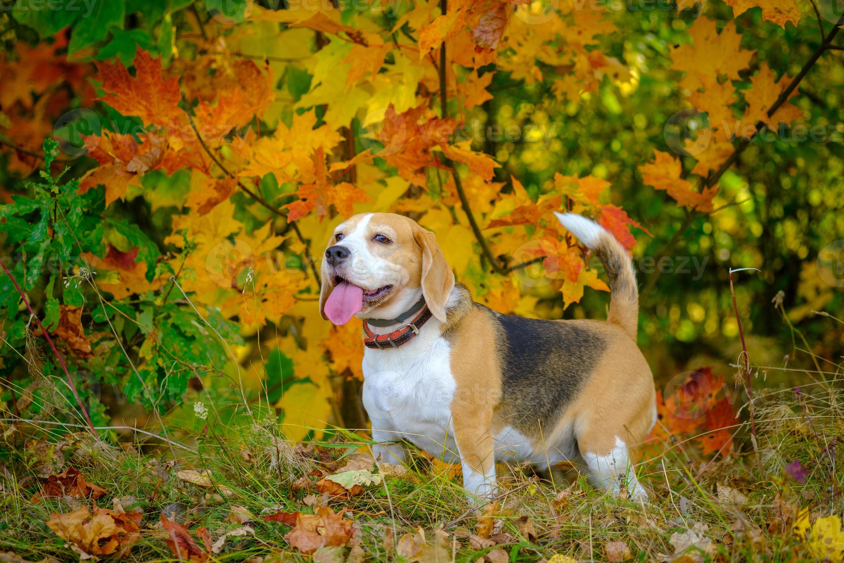 1,500 Beagles Leave Wisconsin Research Facility for Rescue Care and New Homes